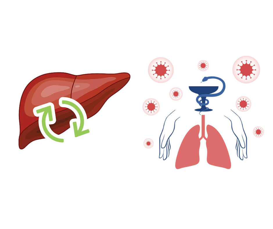 오가피 효능1 간건강 및 기관지 건강