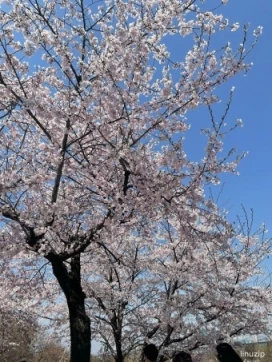 2026 진해군항제 일정