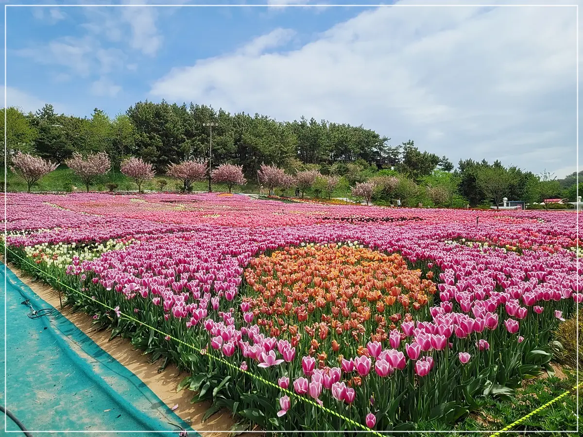태안세계튤립축제