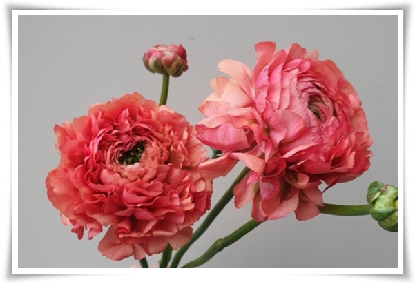 "라넌큘러스" 봄의 로맨스를 담은 매혹적인 매력의 꽃 봄의 요정!