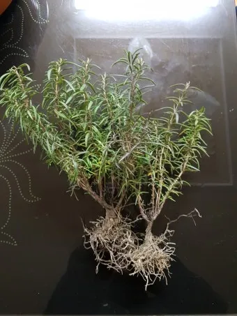 로즈마리 재배 삽목 번식 배수성 좋은 흙 관리_13