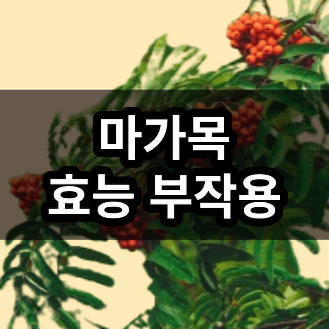 마가목 효능 부작용