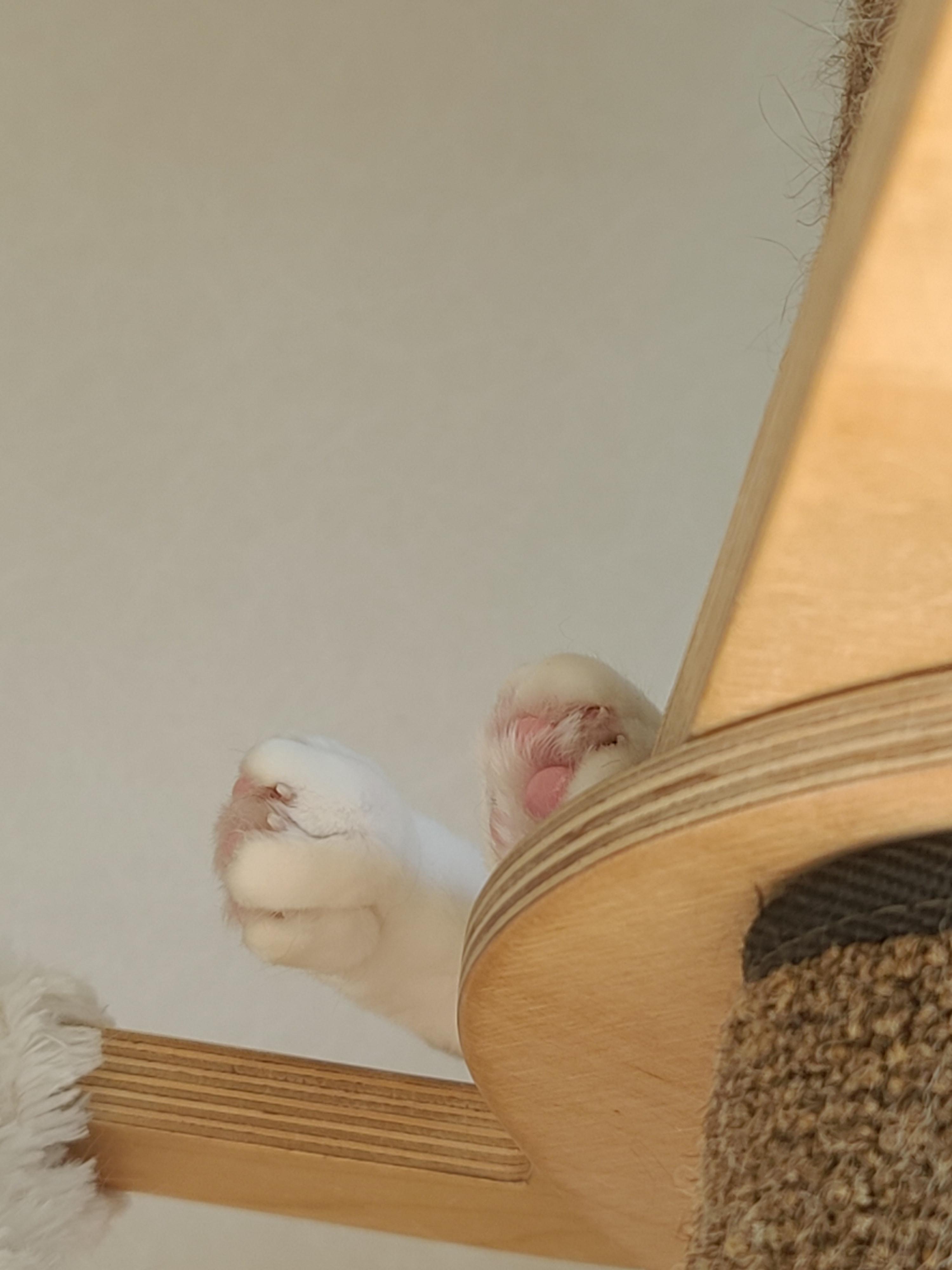 햇살받으면 기분업되는 고양이. 삼색이 고양이