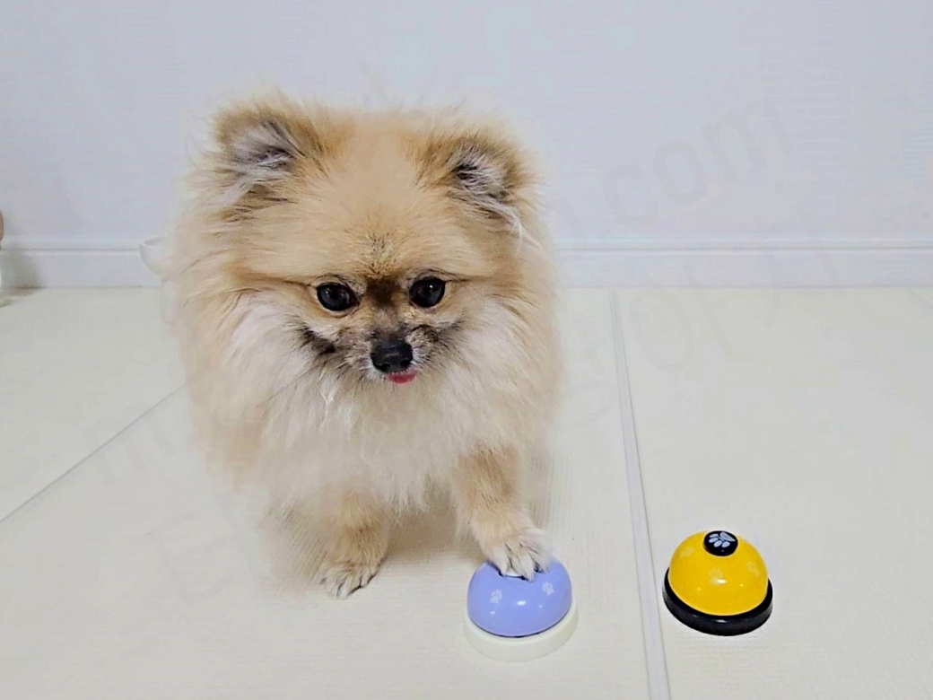 벨을 누르는 강아지