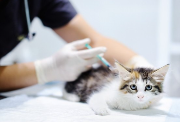 주사를 맞는 고양이.