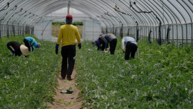 계절 노동자 일하는 모습