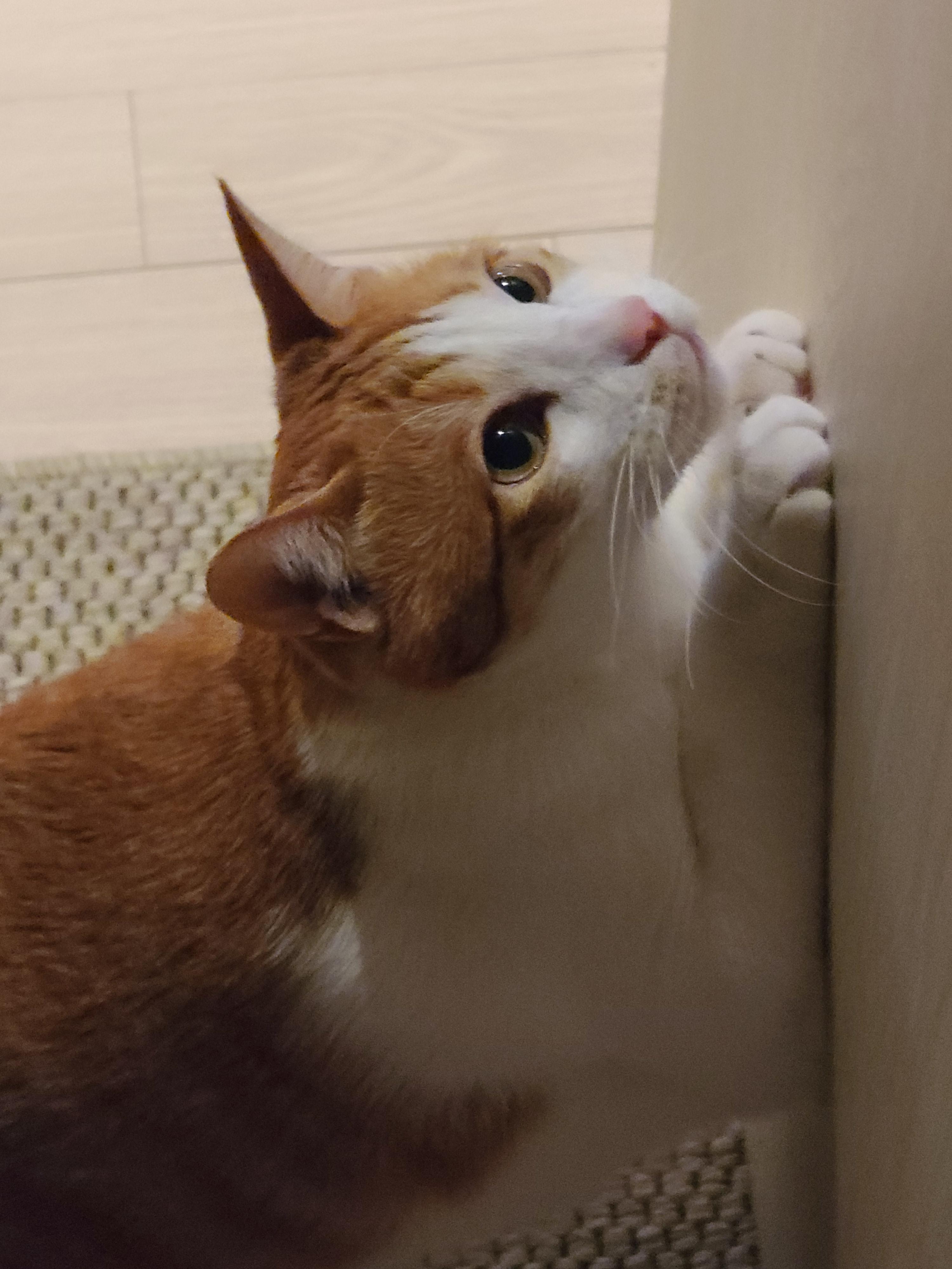 막둥이 고양이 삐용이의 냥청미.