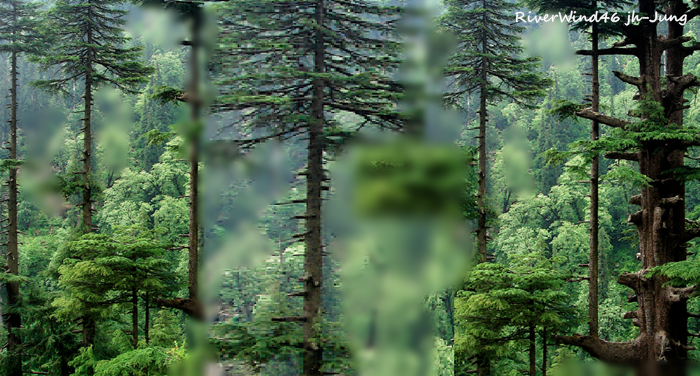 개잎갈나무,히말라야시다, Cedrus deodara