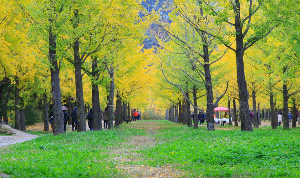 홍천은행나무숲1