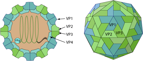 피코르나바이러스 구조