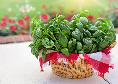 바질페스토 만들기