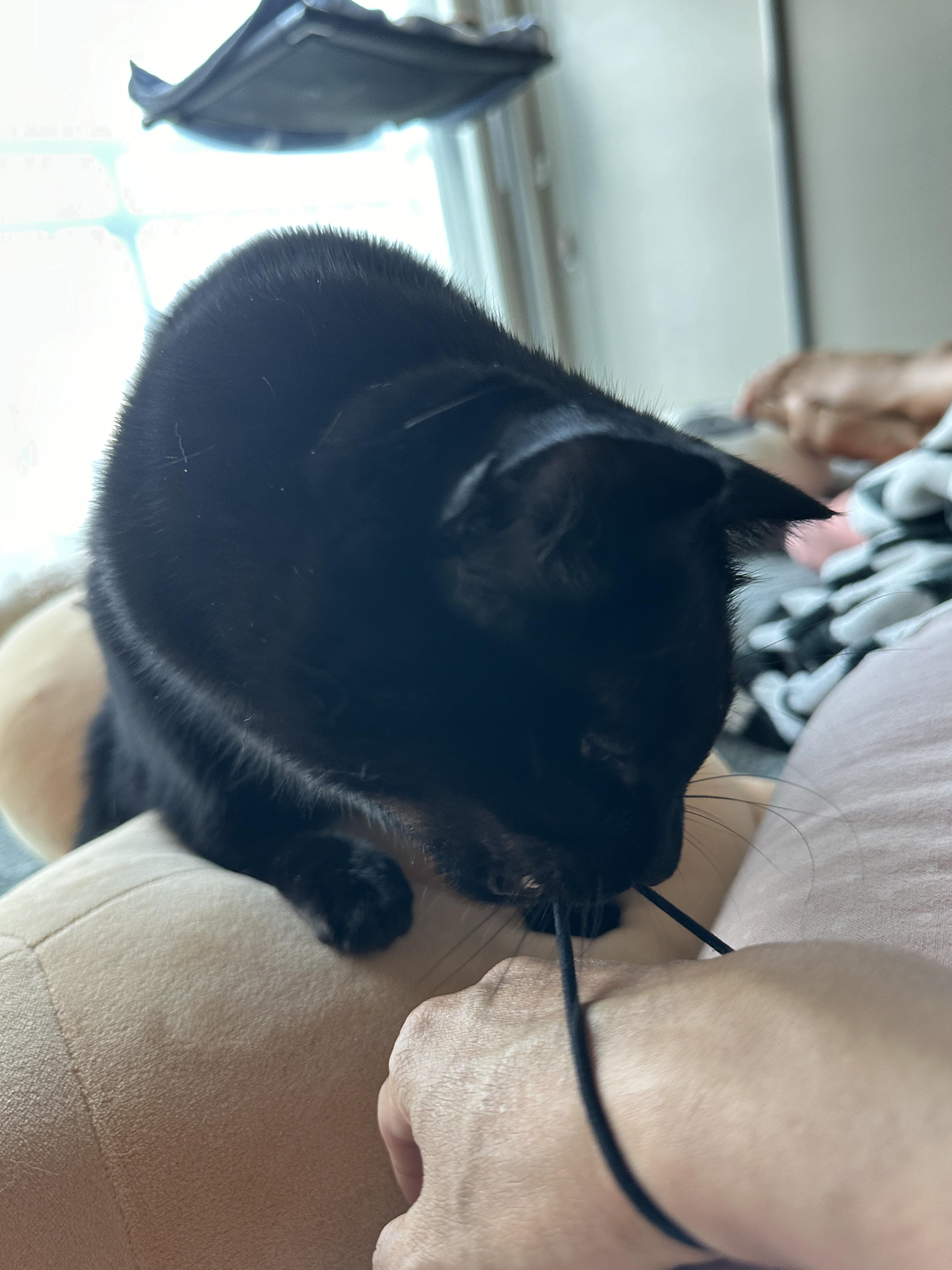 엄마_손목에_머리끈으로_놀고_있는_올블랙고양이_black_cat_건이_2