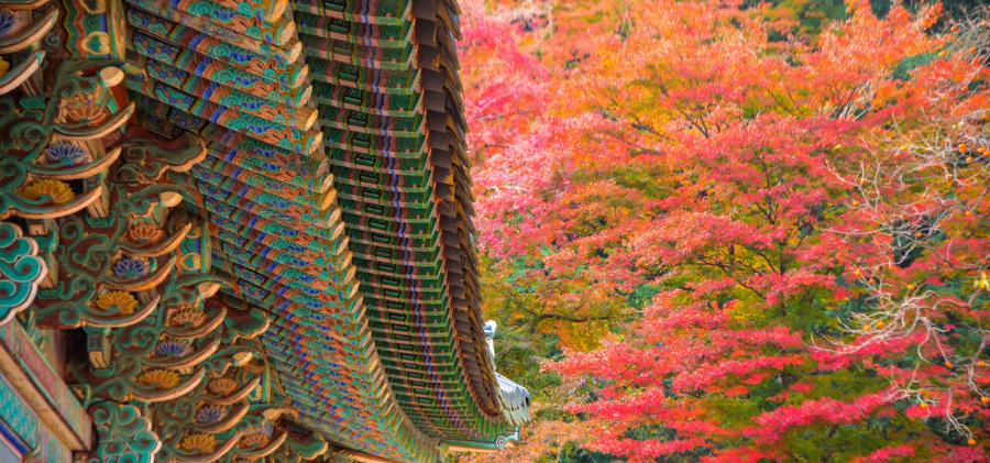 내장산 가을 단풍철 여행 꿀팁