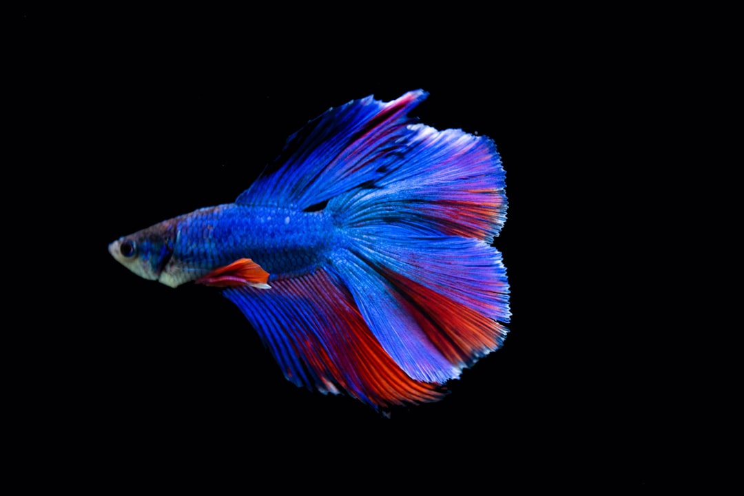 fish