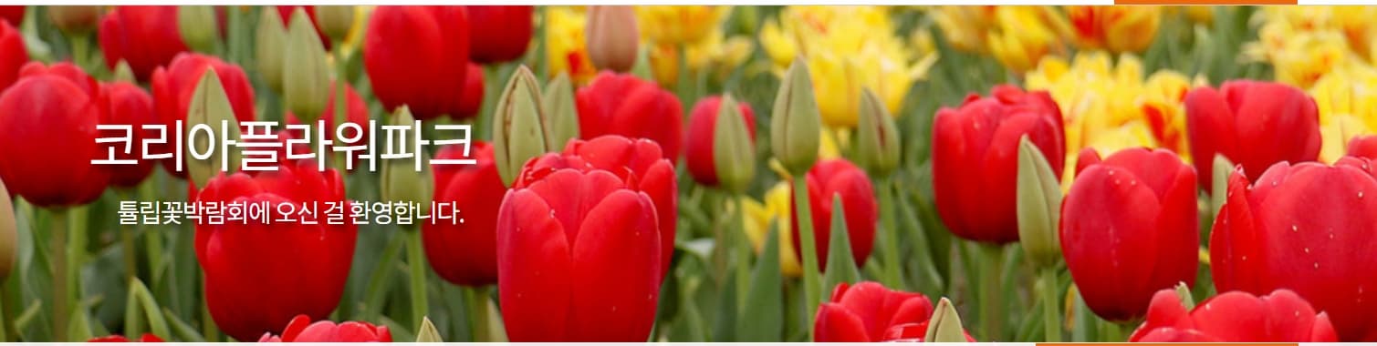 [서울 근교 4월 봄꽃 축제]태안 튤립축제, 안면도 코리아플라워파크