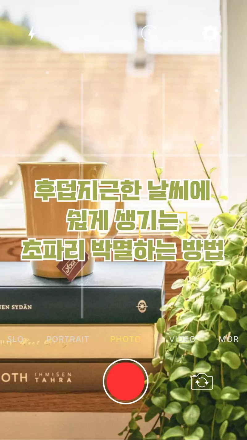 더운날씨 초파리 박멸 방법