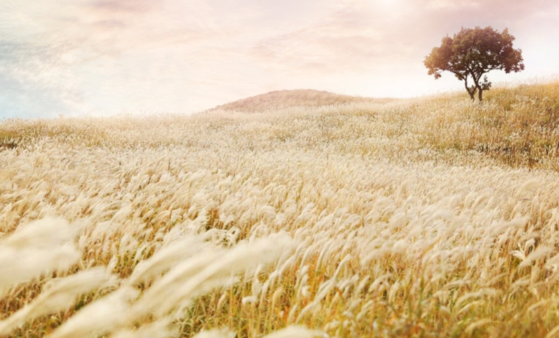 황매산 억새축제