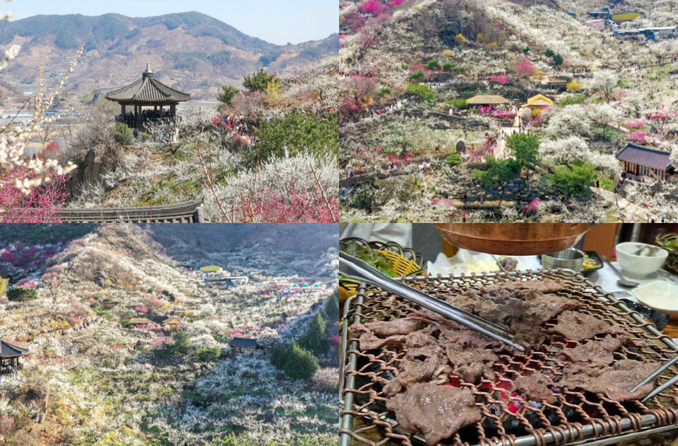 광양 매화축제기간