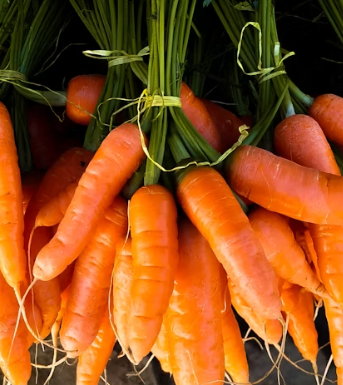 당근 효능 부작용 고르는법 칼로리