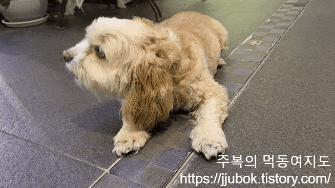 슈비듀밥-돼지귀-급여-2