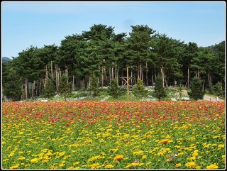 가평 자라섬 꽃축제 입장료 가는길 주차 최신정보