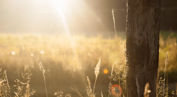 여름 면역력 비상! 냉방병 극복 필수 영양제