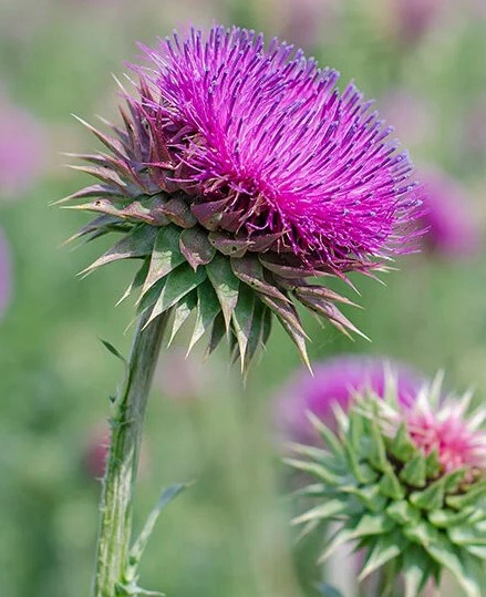 유기농 밀크씨슬 효능