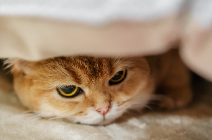 이불에 들어가 불쾌해 보이는 고양이.