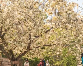 개심사 청벚꽃 개화시기 겹벚꽃 명소_21