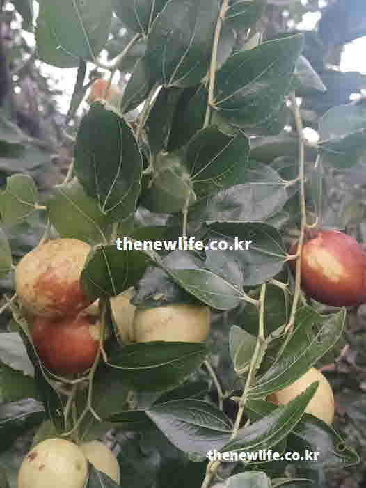 대추 효능 부작용 당분 칼로리