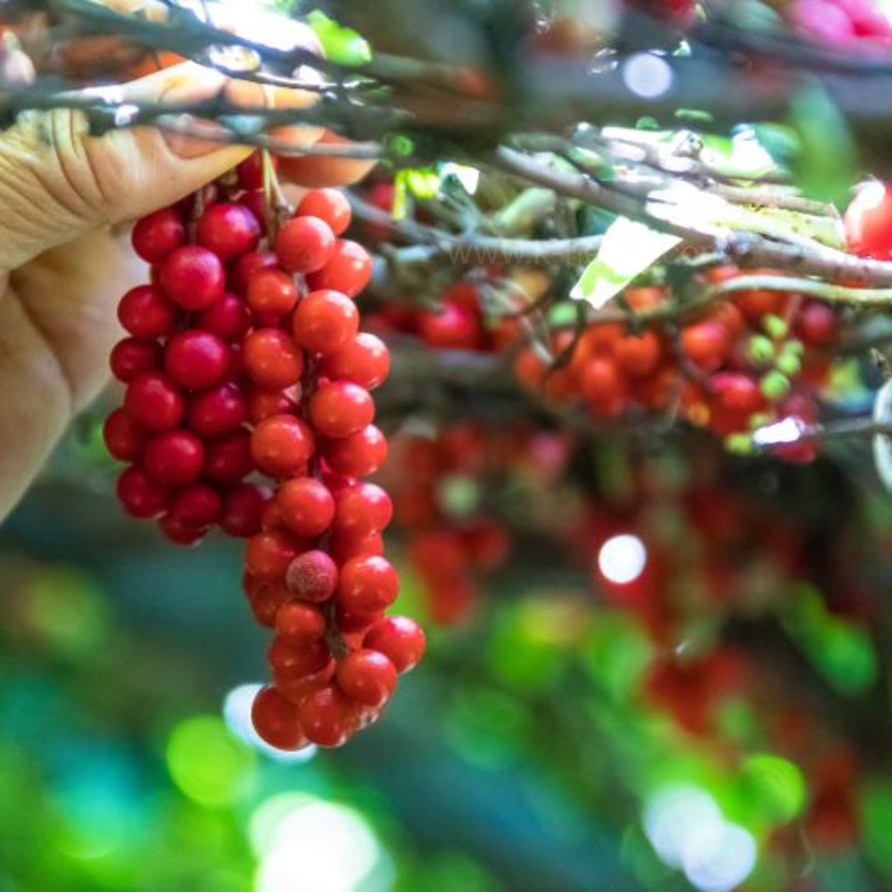 재배중인 오미자를 수확하는 모습