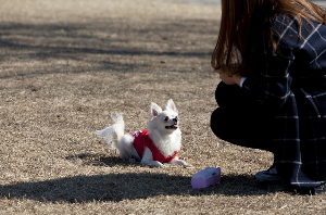반려동물 간식 추천