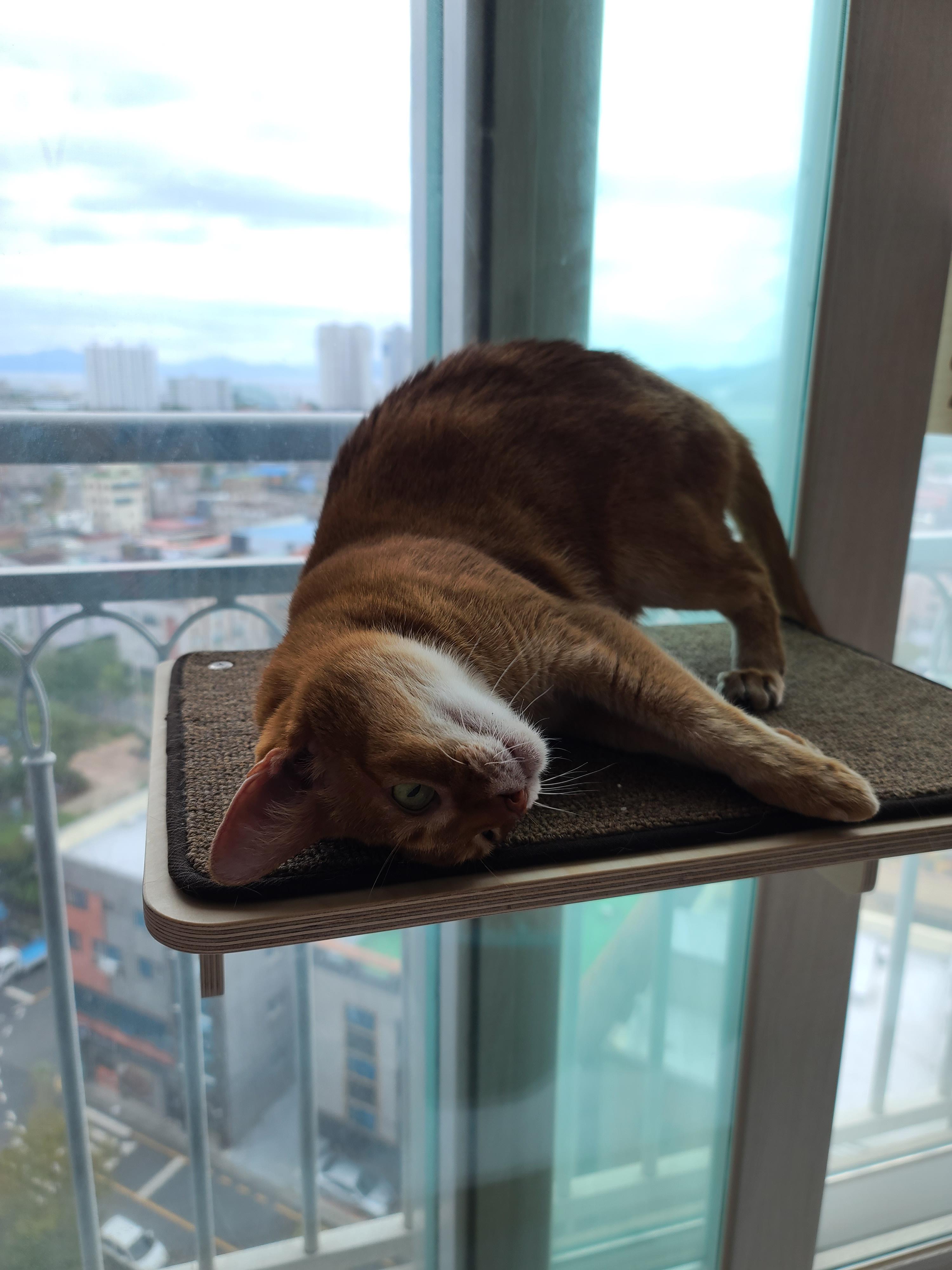 즐거운 추석! 우리 아홉냥이들 추석인사 받고 가세요~!