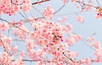 2024 벚꽃 개화시기