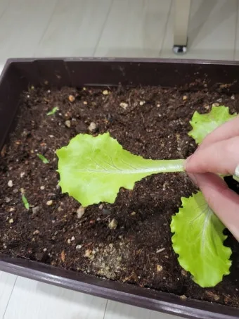 텃밭 상추 키우는 법 파종 간격 수확 연속수확 요령_22