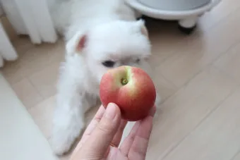강아지 천도복숭아 먹어도 될까 안전한 급여 방법_21
