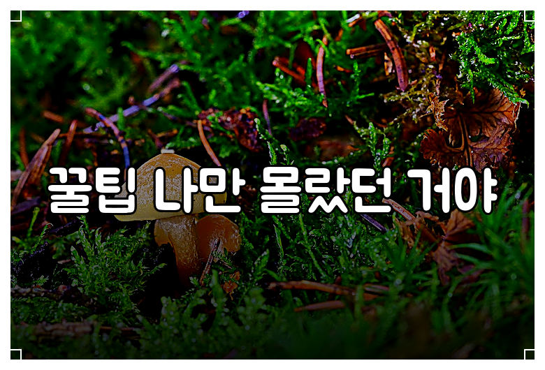 꿀팁 나만 몰랐던 거야