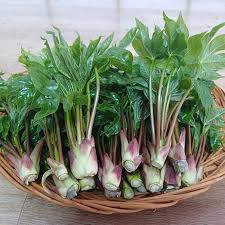 엄나무순 - “그거 진짜 몸에 좋아?” -손질법