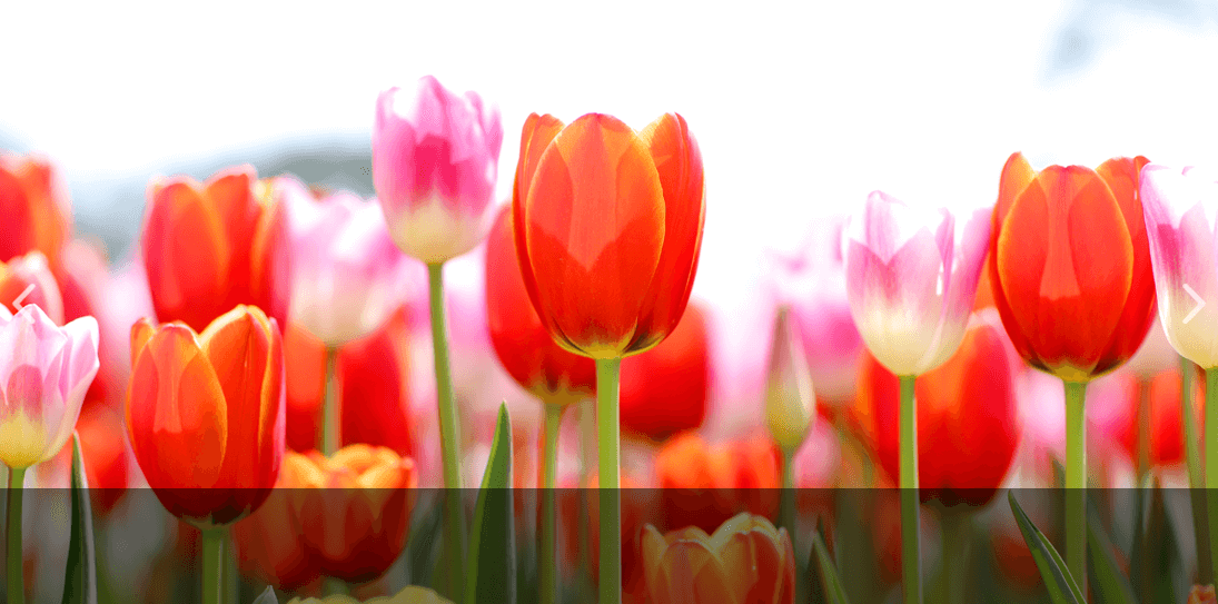 태안 튤립축제 기간