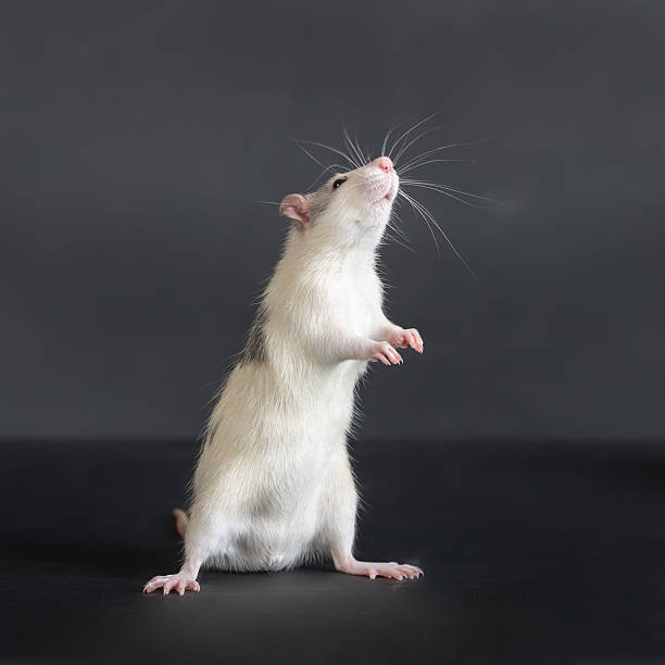흰색 쥐 꿈 해몽