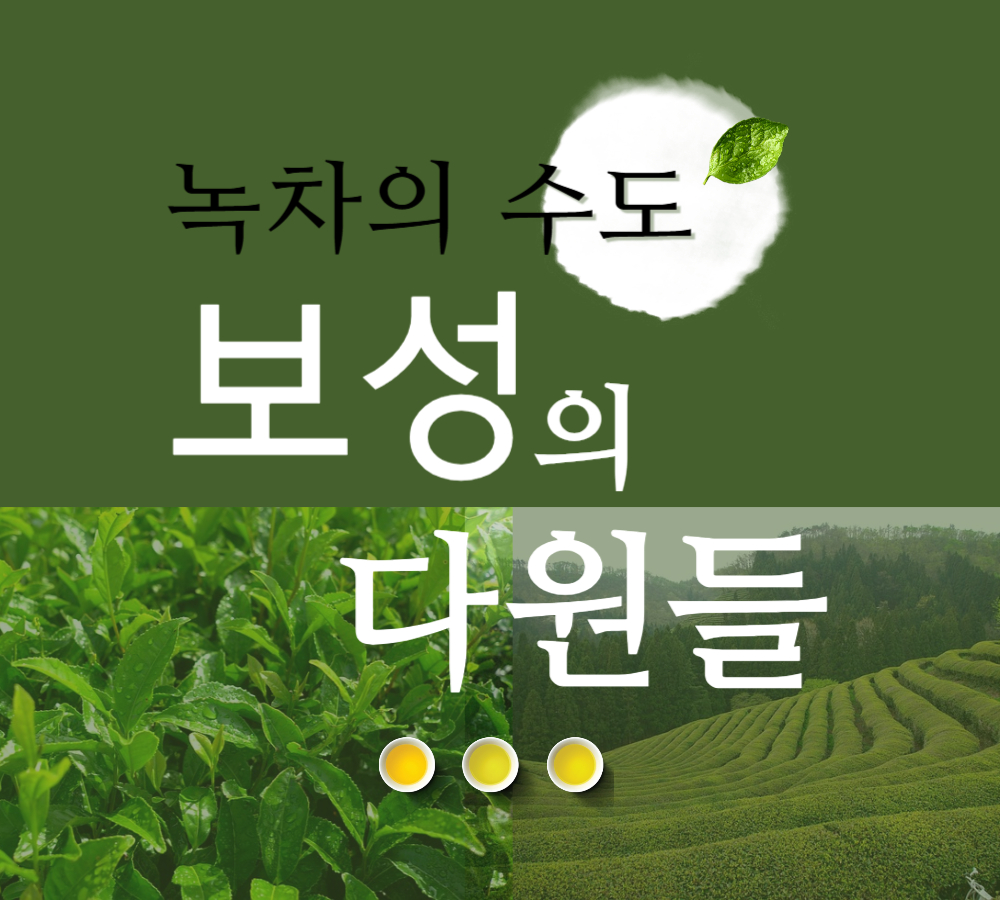 녹차의수도보성의다원들