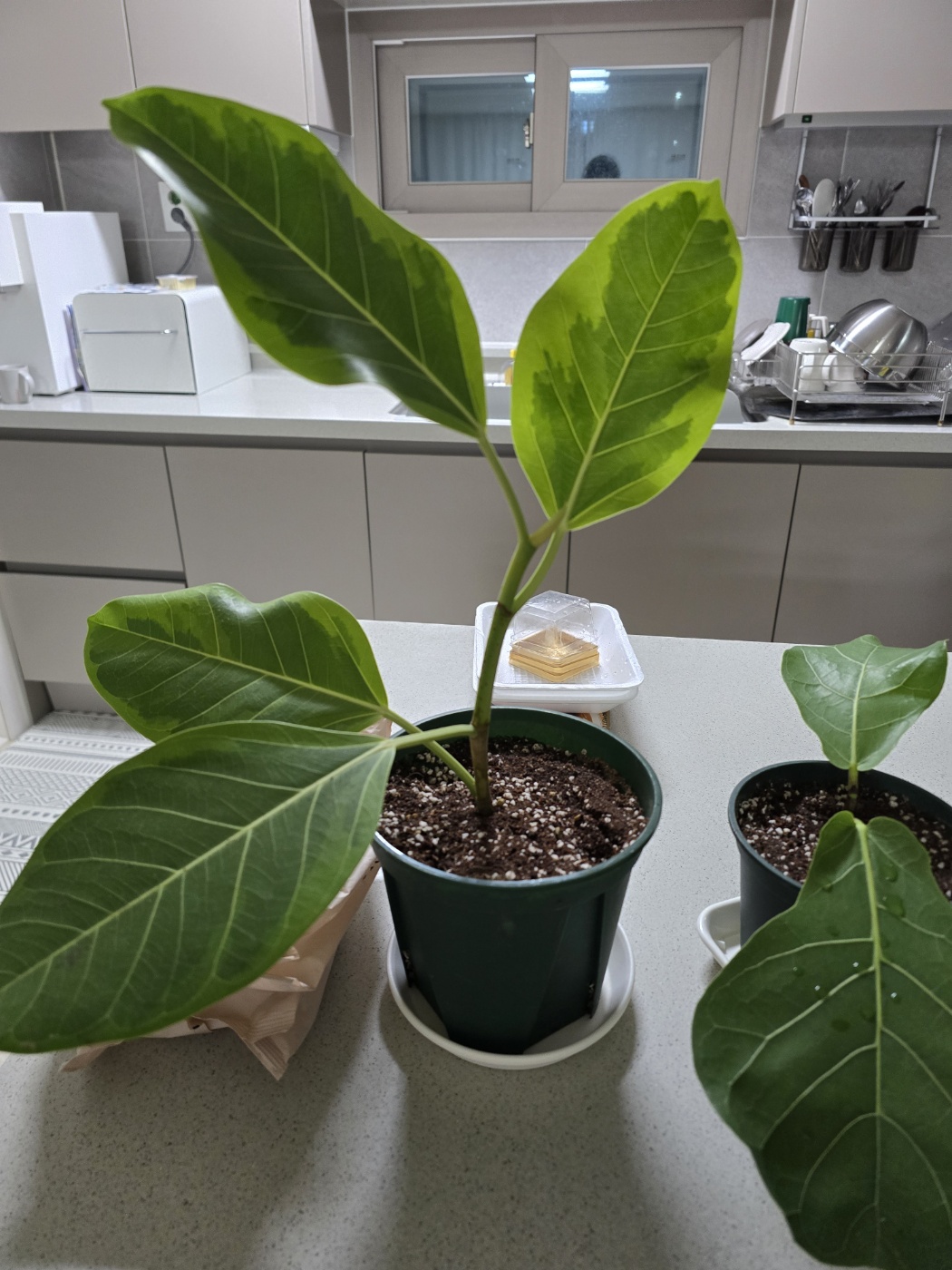 화분에 심은 뱅갈고무나무