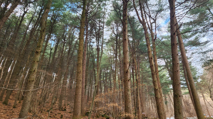 멧돼지가 출몰한다는 가평잣향기푸른숲