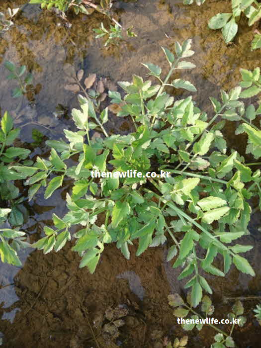 미나리 효능 영양가치