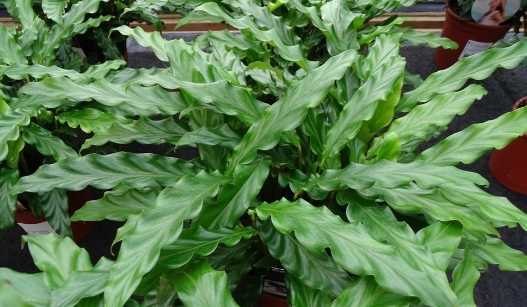 칼라테아 루피바르바