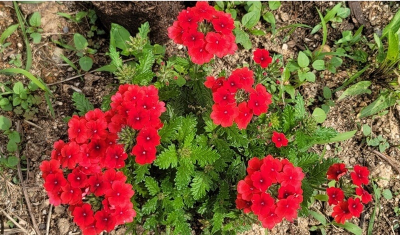 만개한-버베나-사진