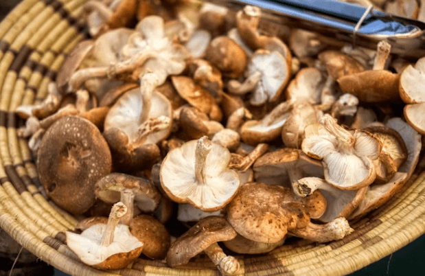 대장암&middot;혈당 걱정? &amp;#39;이 영양소&amp;#39;로 관리하세요!