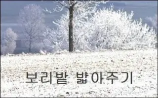 보리밭 밟아주기