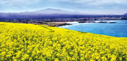 전국 유채꽃 명소 BEST5, 제주·부산·창녕·고창·구리 개화시기·축제일정