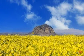 제주 유채꽃 개화 시기 봄 여행 필수 코스_42